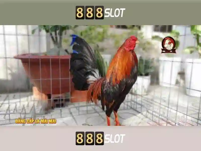 Tính Năng Nổi Bật Của 888SLOT